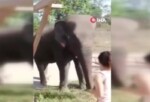 Tayland’da korkunç olay! Dilendirilen fil sahibini ezerek öldürdü